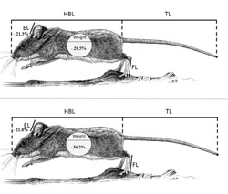 Reducción en el tamaño corporal del ratón de campo de Doñana
