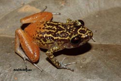 Replicate radiations in Caribbean frogs