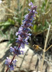 Honeybees disrupt the structure and functionality of plant-pollinator networks