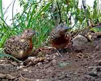 The farmland refuge of the last Andalusian Buttonquail population
