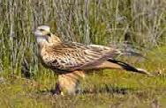 Protected areas under pressure: the red kite in Doñana National Park