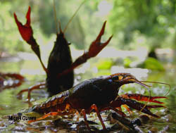 Las rutas mundiales de la invasión del cangrejo rojo a partir de su genética