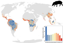 Intact but empty forests? Patterns of hunting induced mammal defaunation in the tropics