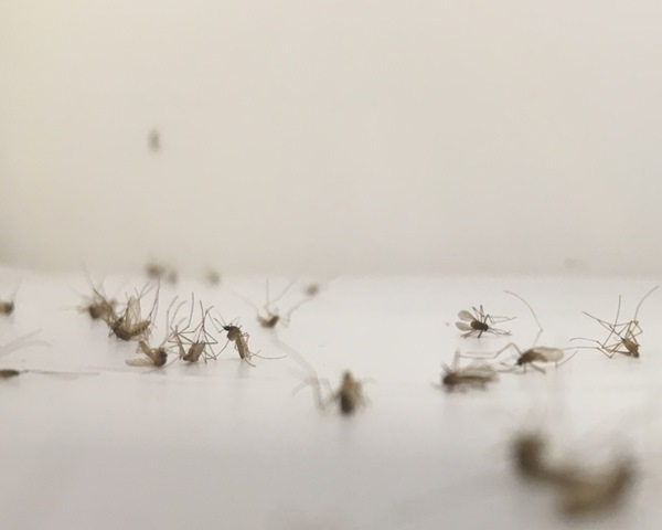 Los parásitos de la malaria aviar reducen la supervivencia de los mosquitos