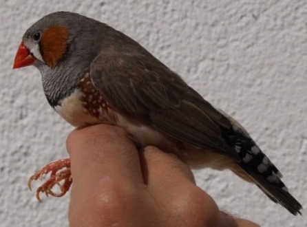 Exposure to a competitive social environment activates an epigenetic mechanism that limits pheomelanin synthesis in zebra finches