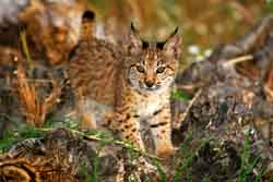 Genetic evaluation of the Iberian lynx ex situ conservation programme
