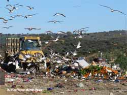 From landfills to lakes: gulls as transporters of nutrients
