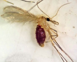 Molecular xenomonitoring and host identification of Leishmania sand fly vectors in a Mediterranean periurban wildlife park