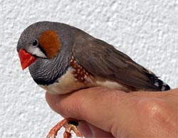 A source of exogenous oxidative stress improves oxidative status and favors pheomelanin synthesis in zebra finches