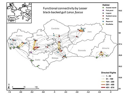 La red de conectividad funcional de gaviotas invernantes une siete tipos de hábitats, actuando los arrozales como nodo central
