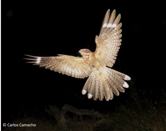 Nocturnal birds could communicate through the fluorescence of their feathers