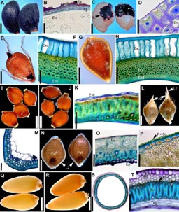 Angiosperm seeds lacking external flesh can be adapted for endozoochory