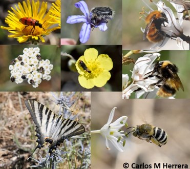 Predictors of pollinator service