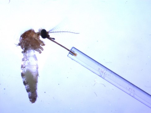 El riesgo de transmisión de Plasmodium difiere entre especies de mosquitos y los linajes de parásitos