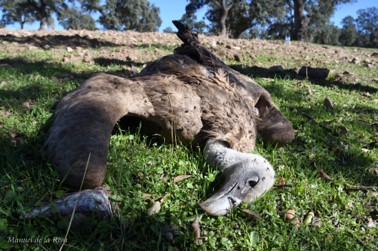 Human footprint and vulture mortality
