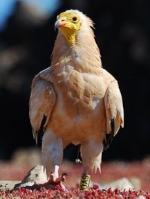 High livestock numbers have a negative influence on Canarian Egyptian vultures’ body condition