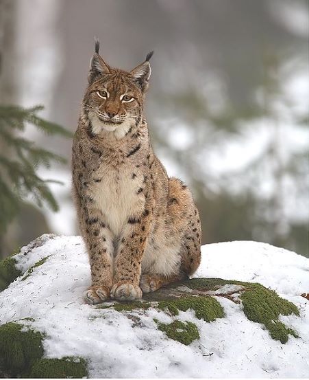 Human impact has contributed to the decline of the Eurasion lynx