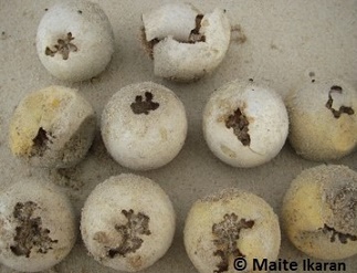 Marabuntas de hormigas legionarias en los nidos de Tortugas de Laúd
