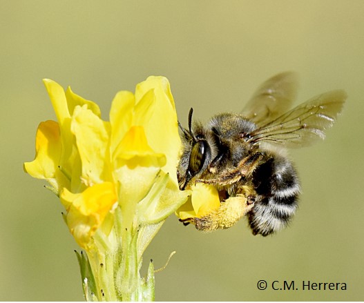 La abeja doméstica ha aumentado exponencialmente en la cuenca del Mediterráneo