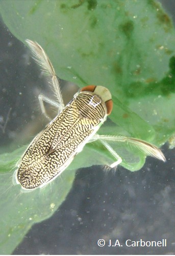 The alien boatman T verticalis is able to breed successfully in freshwaters