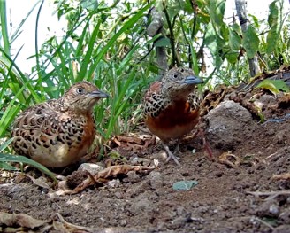 The extinction of the Andalusian Buttonquail