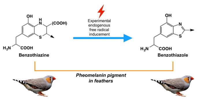 Aumento del contenido en el componente benzotiazol del pigmento feomelanina tras inducción de producción endógena de radicales libres