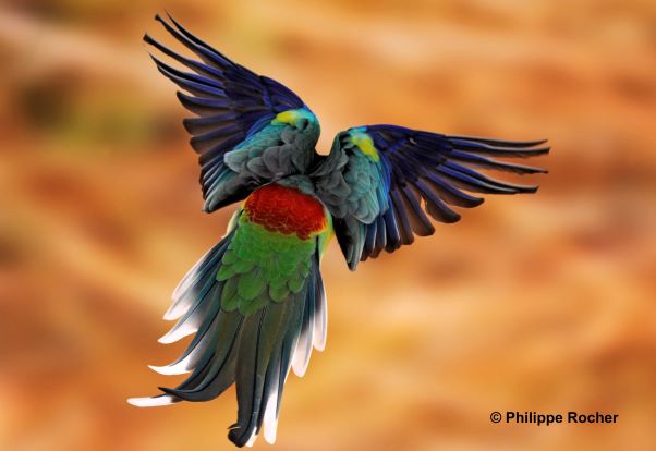 Impairment of mixed melanin-based pigmentation in parrots
