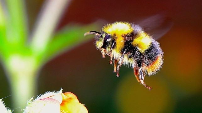 Hibridación generalizada entre individuos comerciales y nativos de abejorros