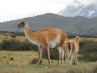 The total population of guanacos could double current estimates