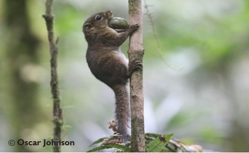 Se identifican dos nuevas especies de ardillas de Sonda (Borneo)