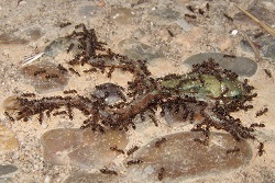 La hormiga argentina es una seria amenaza para los anfibios