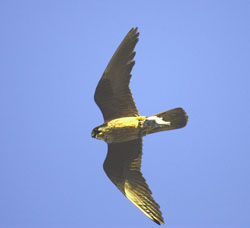 The Atlantic trade winds regulate the arrival of migratory birds to the Canary Islands and the reproduction of falcons