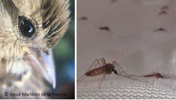 Aves infectadas por malaria atraen más a los mosquitos