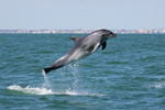 El sur de la península ibérica cuenta con al menos dos poblaciones diferenciadas de delfín mular