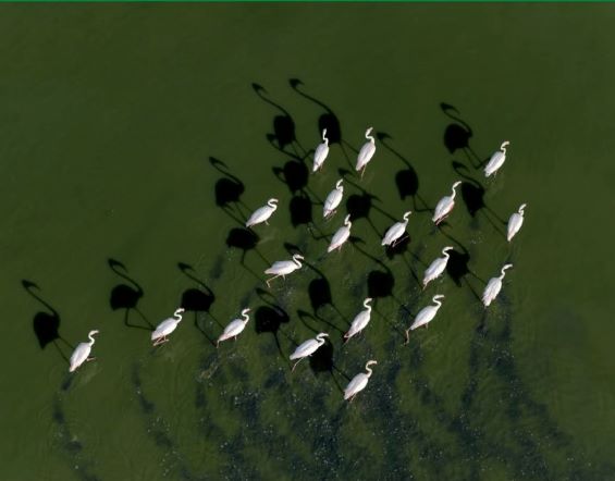 Humedales restaurados y artificiales no sustentan la misma diversidad funcional de aves acuáticas que los naturales