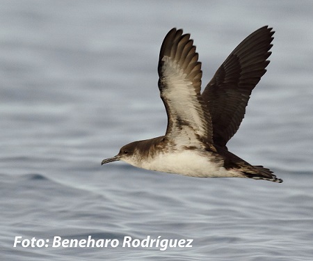 A new subspecies of Manx shearwater to the Canary Islands