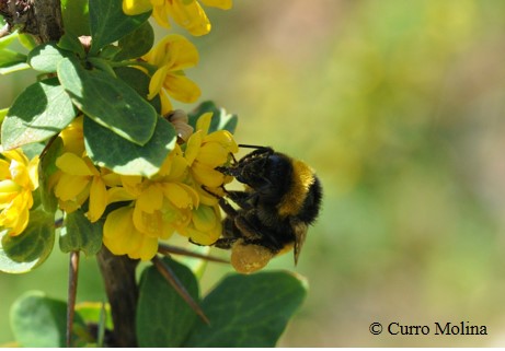 Combined effects of global change on bumblebees