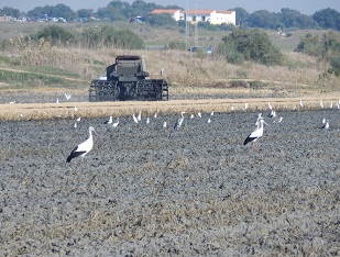 Endozoochory of similar plants by storks and gulls