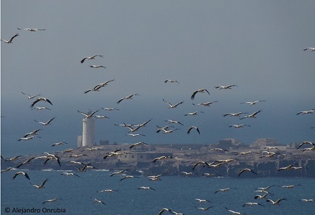 La migración marítima de las cigüeñas por el estrecho de Gibraltar