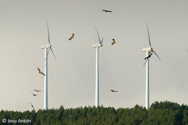 Spanish scientists warn: Urgent need for planning of renewable energies to safeguard biodiversity