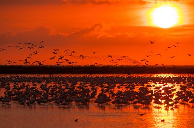 Más de medio millón de aves censadas en las marismas de Doñana durante la invernada