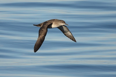 Where to head: environmental conditions shape foraging destinations in a critically endangered seabird