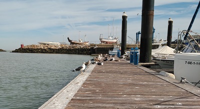 Gulls at the Chipiona Port // Photo: Francisco Hortas
