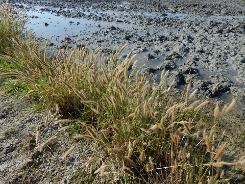 Andy J. Green. Ejemplo de una especie de mala hierba (Polypogon monspeliensis) en los laterales de tablas de arroz junto a los caminos.