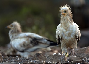 A study led by the CSIC finds that the Egyptian vulture selects the areas with the highest density of individuals to reproduce for the first time