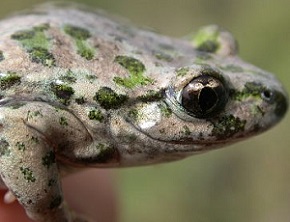 A good winter for amphibians in Doñana