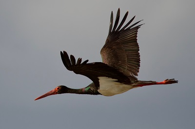 Black stork. Juan J. Negro