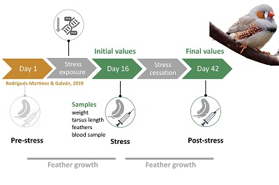 Slc7a11 downregulation is rapidly reversed after cessation of competitive social stress in zebra finches