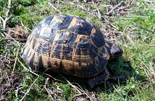 The ICTS-EBD collaborates on a project to study the effects of Greek tortoise hybridization in Doñana