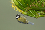 El néctar y el polen de la planta invasora Agave americana como un recurso trófico para las aves endémicas